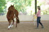 Abby and Tegan returned  and they found it much easier to get through the ground work this time.