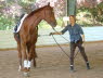 Abby Dawkins first clinic - she sees how her horse responds to Terry