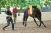 In the young horse group, Adelheid was also looking for attention and cooperation from Whisper