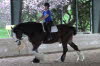 a dainty little Clydesdale! He's beautiful!