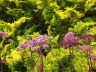 Artichokes/thistles - so Scottish