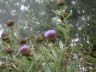 and more thistles