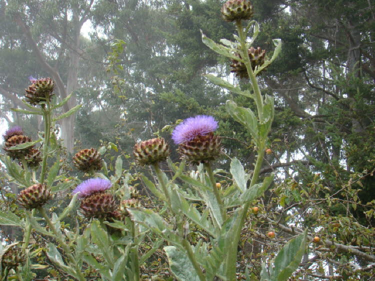 and more thistles