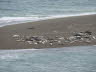 Sea Lions at rest