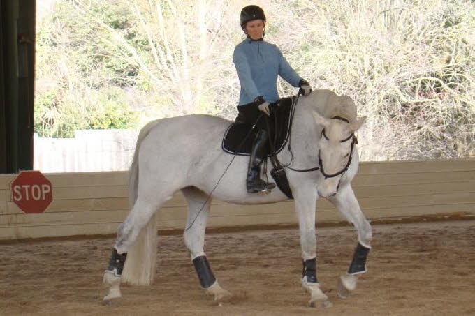 Seems Liz is on Claire, a Holsteiner Mare who is learning to soften rather than grab the bit and JUMP the big fences!