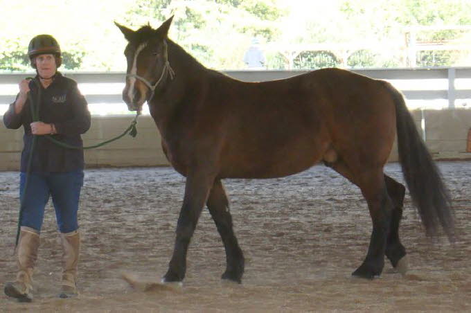 In the young horse group, Marie Fox introduced us to Bentley.