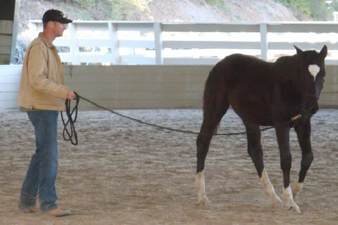 Our first look at Elise/Tims new colt (Devon?). All legs and already way bigger than expected.