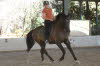 Second ride, second day, good ride, but counter canter proved a bit difficult.