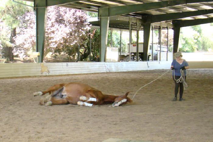 In the group lesson rolling was encouraged and Beijing took the opportunity with great enjoyment