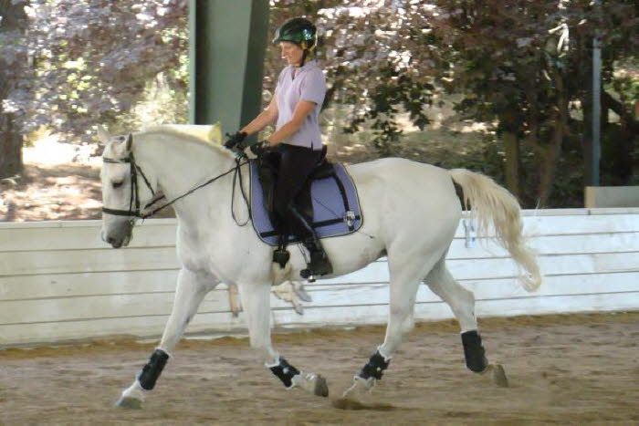 Day two Ally sported her gorgeous new saddle pad hey Lesley I want one just like that!