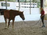 Terry demonstrates relaxation and response with Buddy