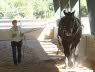 We had lunch while this young Percheron dragged the arena the old fashioned way.