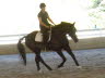 Robin & Elise: Black horse, dark arena, bright sunshine. A photog’s nightmare, but this look at his canter was irresistible.