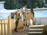 Romy and Zoe are starting over again with the saddling experience.