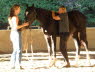 In green horse class, Lisa Nielson worked with Devon but Elise is never far away.