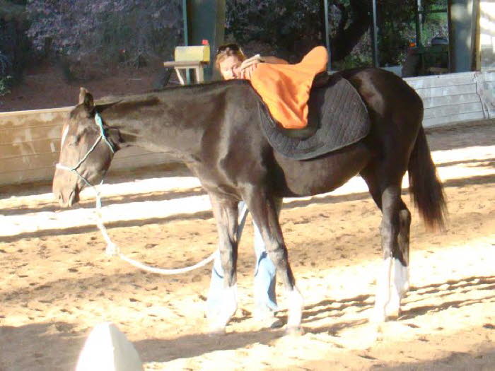 Devons already used to the feel of a saddle on his back.