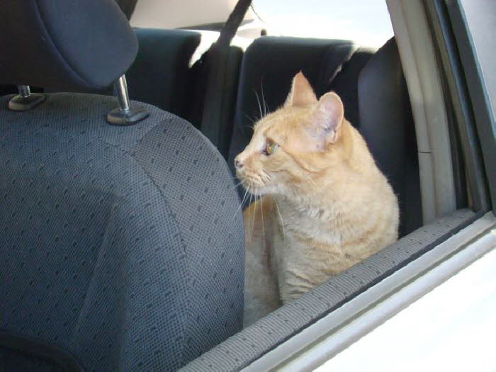 Pumpkin, barn kitty extraordinaire, has a special assignment this clinic.