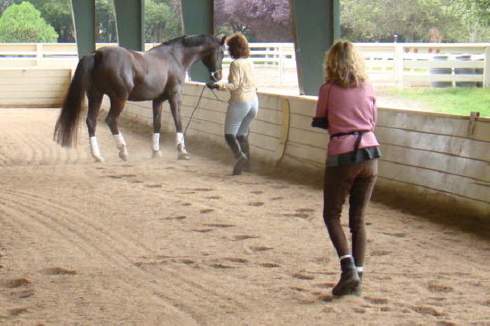 Romy started off with some lateral ground work for Corado