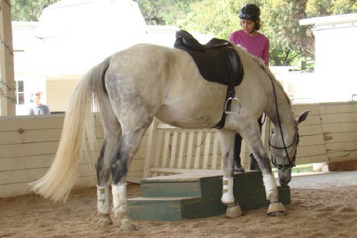 When Romy brought out Zoe the second day, it took a while to settle at the mounting block  Romy is so patient with her