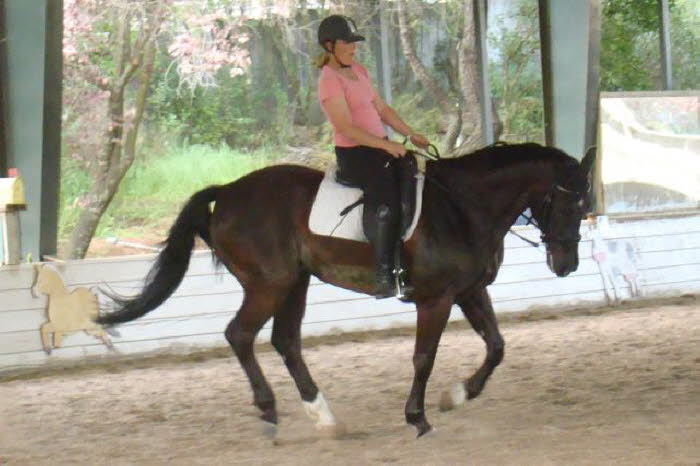 Elise and Robin did lots of walk to canter transitions and I almost caught this one