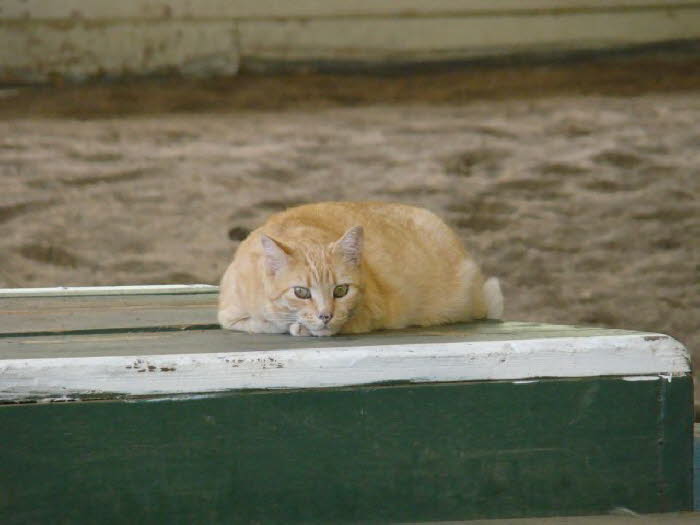 Pumpkin has his own style of clinic participation