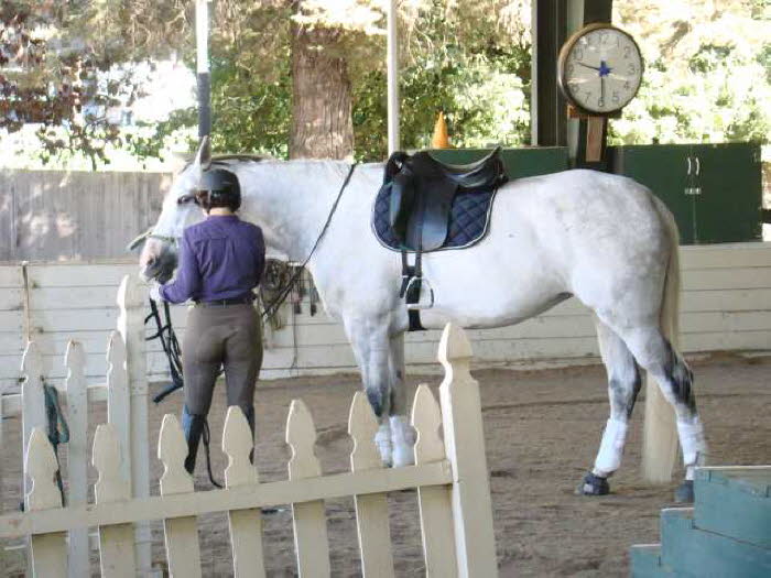 On day two saddling and bridling was much easier, quieter