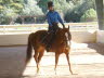 Janie is a therapy horse at NCEFT. Janie wants to know if she has any dressage in her. Bending is the first step.