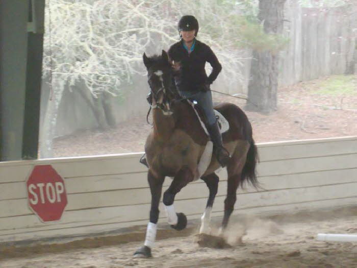 Anne and Indy did some impressive work getting him relaxed over poles