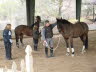 Peter and Anne were new to Terry, so they started with ground work for Prime and Seeker.