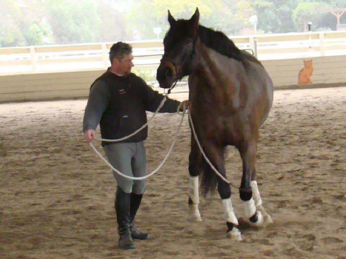 Poll and shoulder yields were prep for work under saddle.