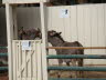 Oops, photographer momentarily distracted by miniature donkey play!