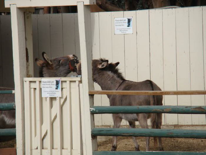 Oops, photographer momentarily distracted by miniature donkey play!
