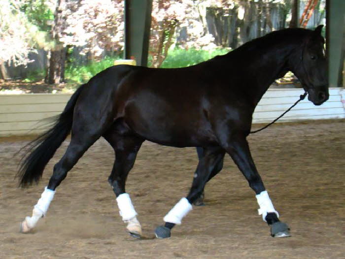 What? A black gelding for Liz? Gorgeous of course!