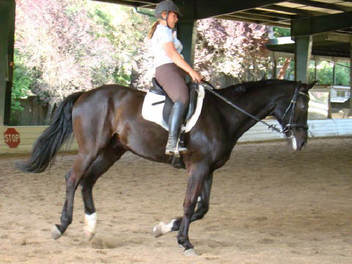 Some terrific counter canter work