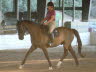Elise and Robin at a very nice trot