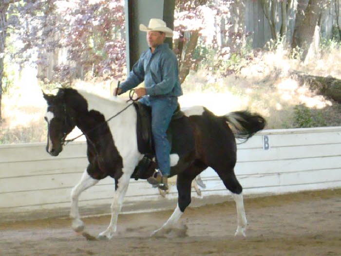 Rick put Domino through his paces with lots of left canter lead work.