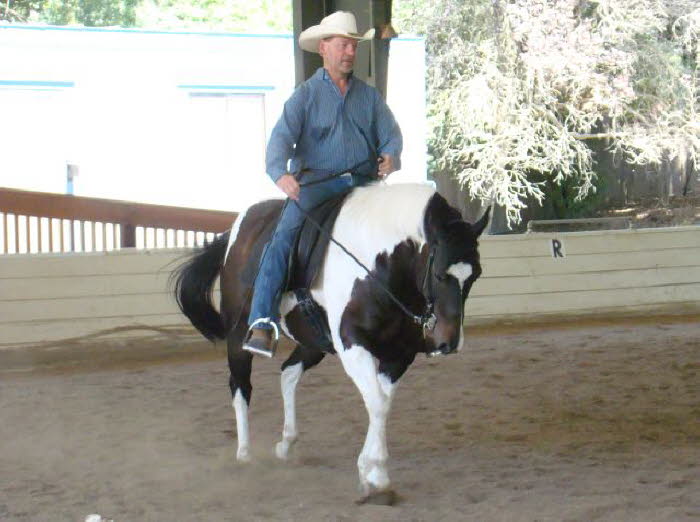 Domino tried his best – what a sweet horse