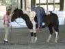 Domino is patient during this exercise and Rick is really flexible!