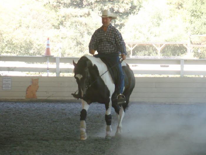 Domino gets softer and rounder and more forward each clinic