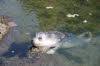 Basking harbor seal waiting for the fishermen to return with goodies