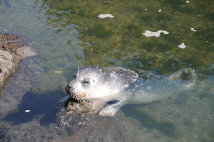 Basking harbor seal waiting for the fishermen to return with goodies