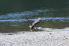 Waterfowl on the Russian River - Turkey Vulture