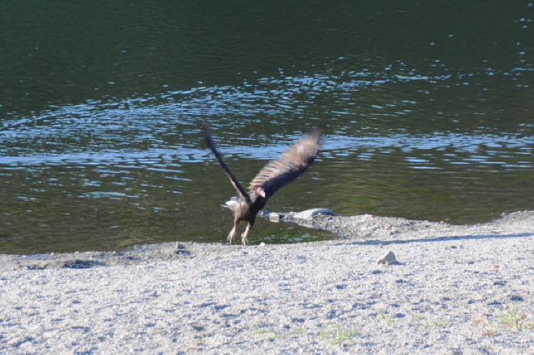 Waterfowl on the Russian River - Turkey Vulture