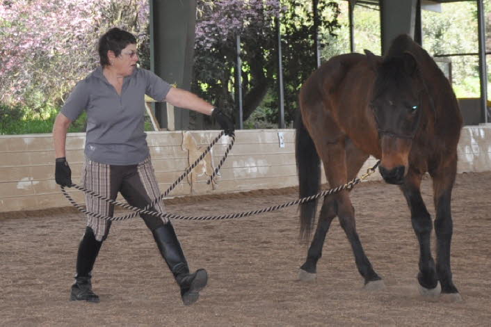 A new format: Intermediate Dressage Group