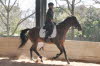 The under saddle work reinforced and extended the lesson