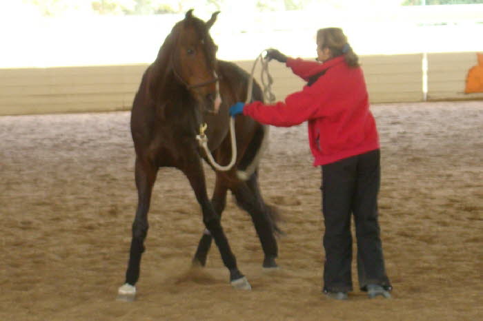 Karen brought along her new project, Zangao, a Lusitano stallion.