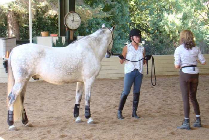 Laura Bowlby brought her Andalusian Hechicero (Hechy) for their first clinic with Terry as part of the young horse group.