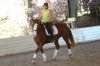 Laura rode Echo and her attitude in a shared lesson with