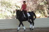 It has been a while since we have seen Loyal  hes still not easy, but he is so polished now!