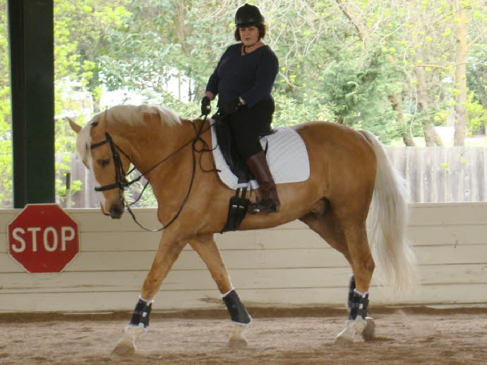 Lesley borrowed Teddy for this clinic to refine his dressage a bit.